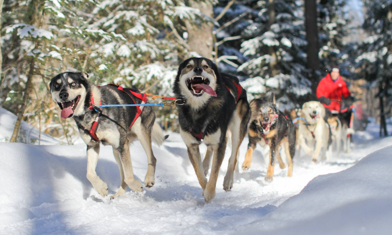 Top 5 Dog Sledding Places for a New and Exciting Vacation Idea